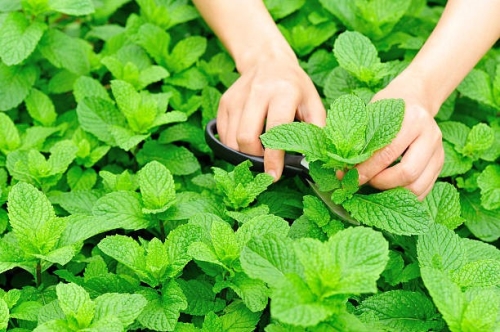 Aromatic and Allied Producing Organic Peppermint oil with Sustainable Farming