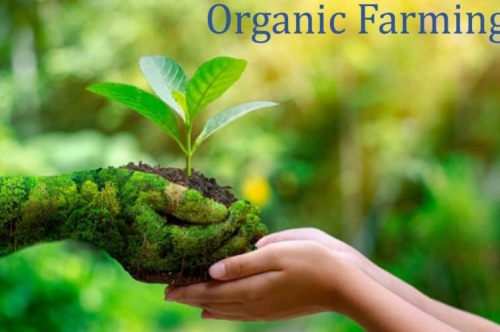 Organic Farming: A Boon for Environment & Sustanability 