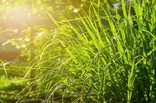 Exploring Indian Lemongrass  Oil 