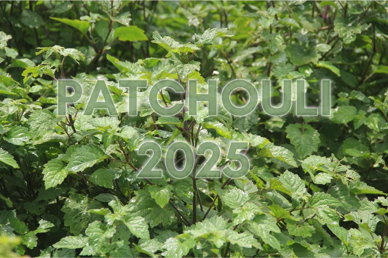 Our Healthy Conventional & Organic Patchouli of 2025