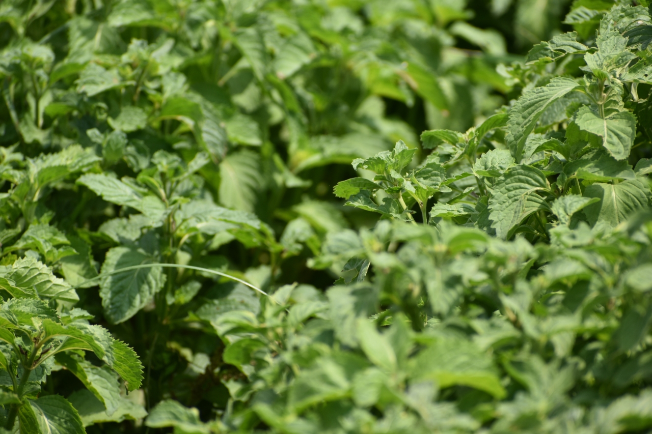 Mentha Arvensis – Golden Variety: Organic vs. Conventional Farming Outlook for 2025