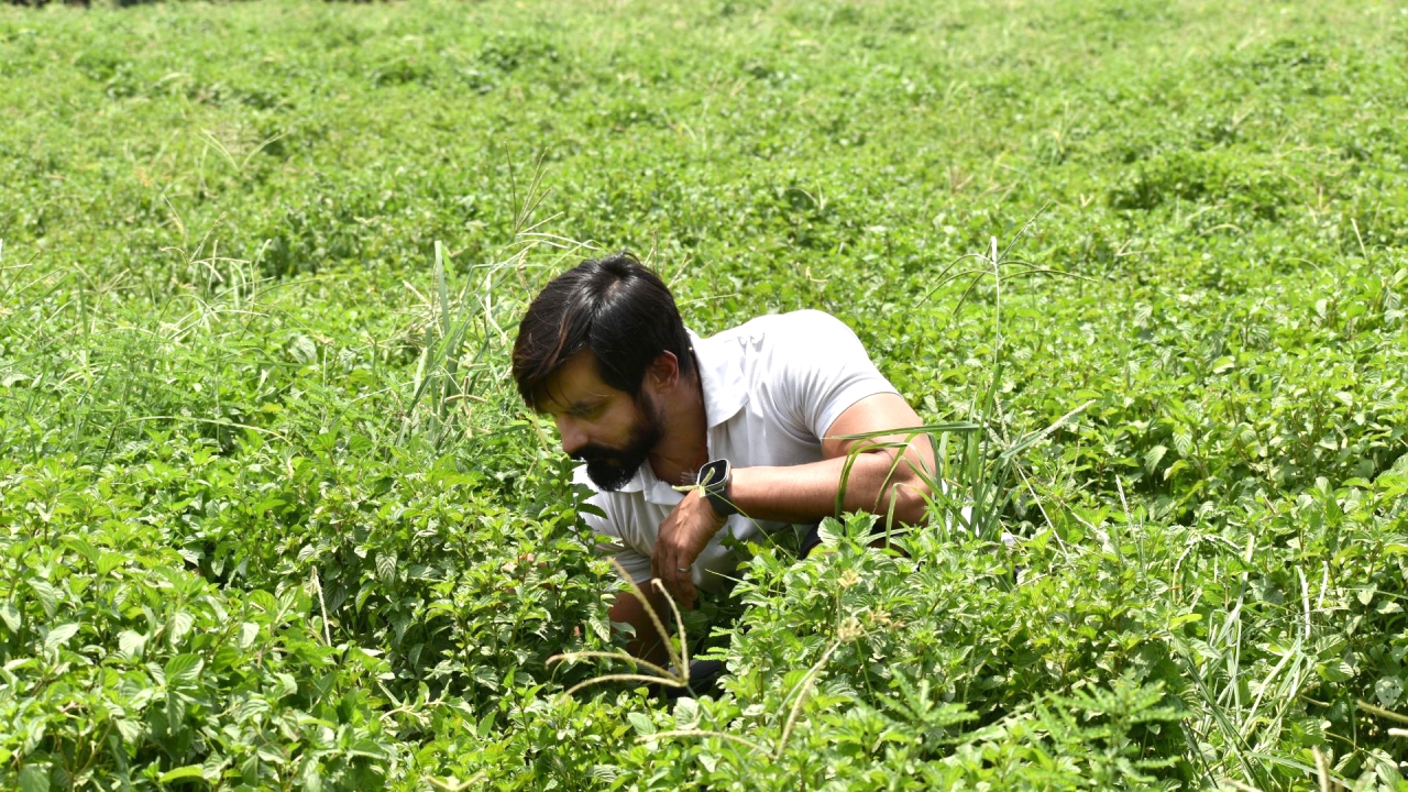 Bergamot Mint Oil: Aromatic & Allied’s Legacy of Excellence