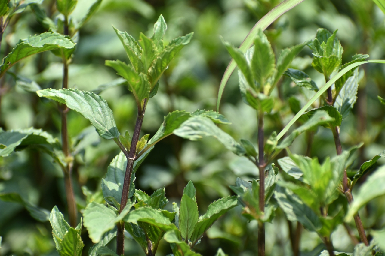 Peppermint Oil 2025: A Commitment to Quality – Organic and Conventional Excellence