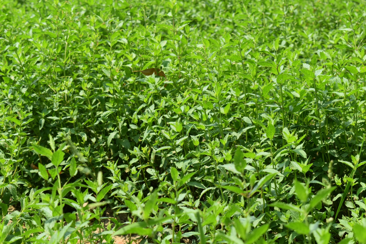 Spearmint 2025: Organic & Conventional Cultivation at Aromatic and Allied