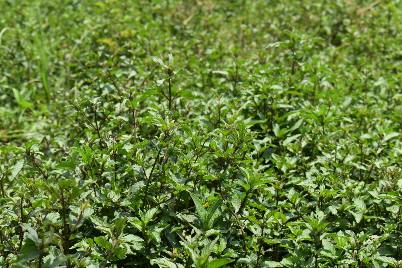 Peppermint Harvest 2026 : From Indian Fields to Global Essential Oil Markets