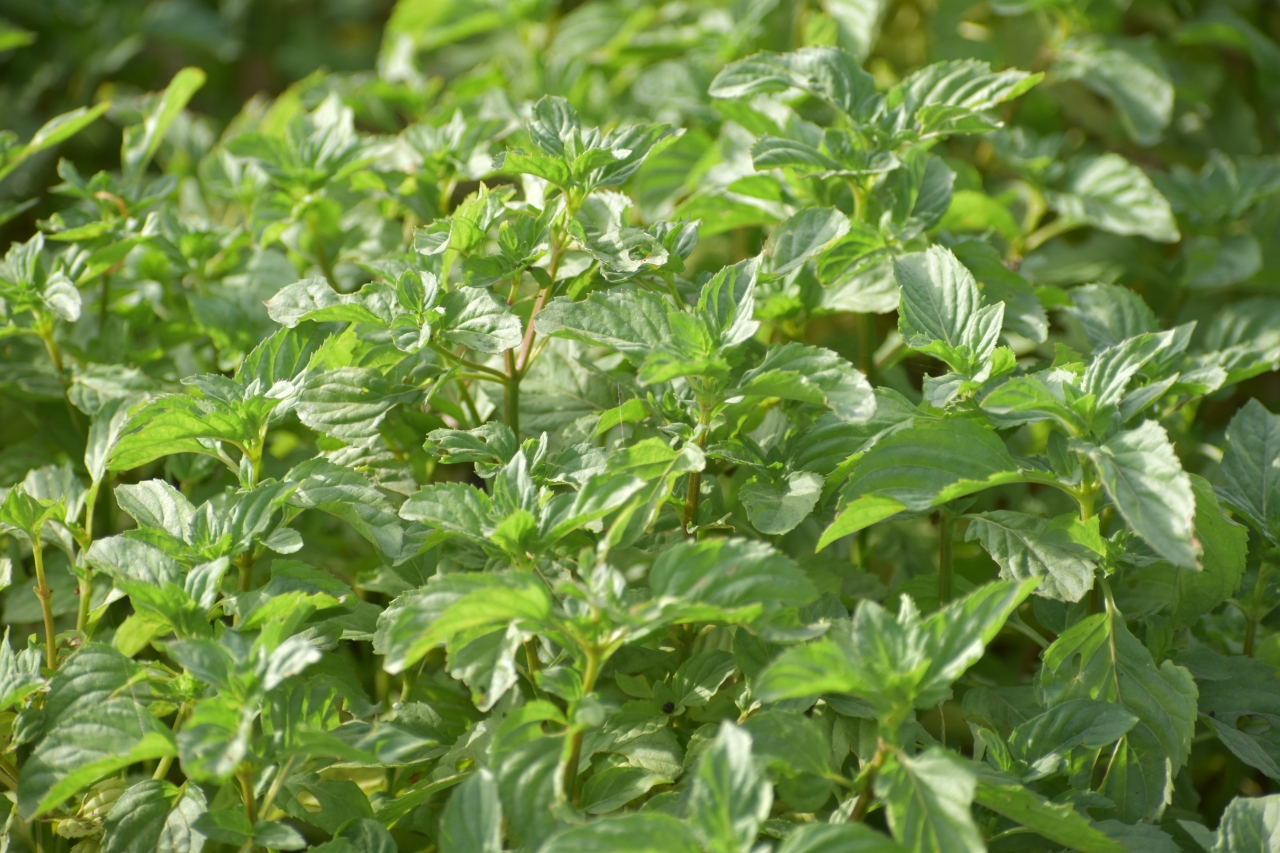 Mentha Citrata Harvest 2026 : Sustainable Farming, Harvesting and Essential Oil Extraction