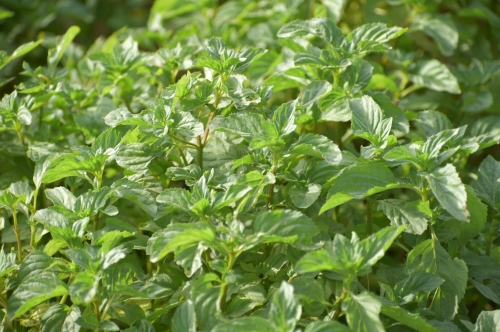 Mentha Citrata Harvest 2026 : Sustainable Farming, Harvesting and Essential Oil Extraction
