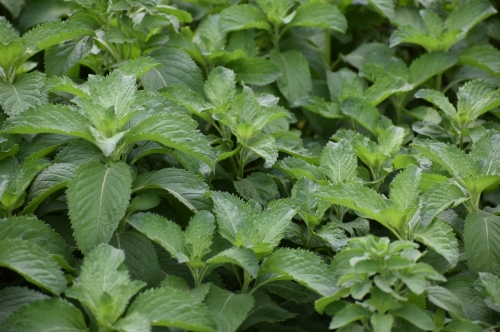 Mentha Arvensis Harvest 2026