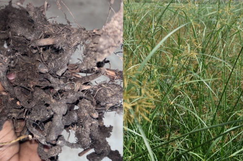 Distillation of Nagarmotha (Cypriol): Unlocking Nature's Earthy Treasure