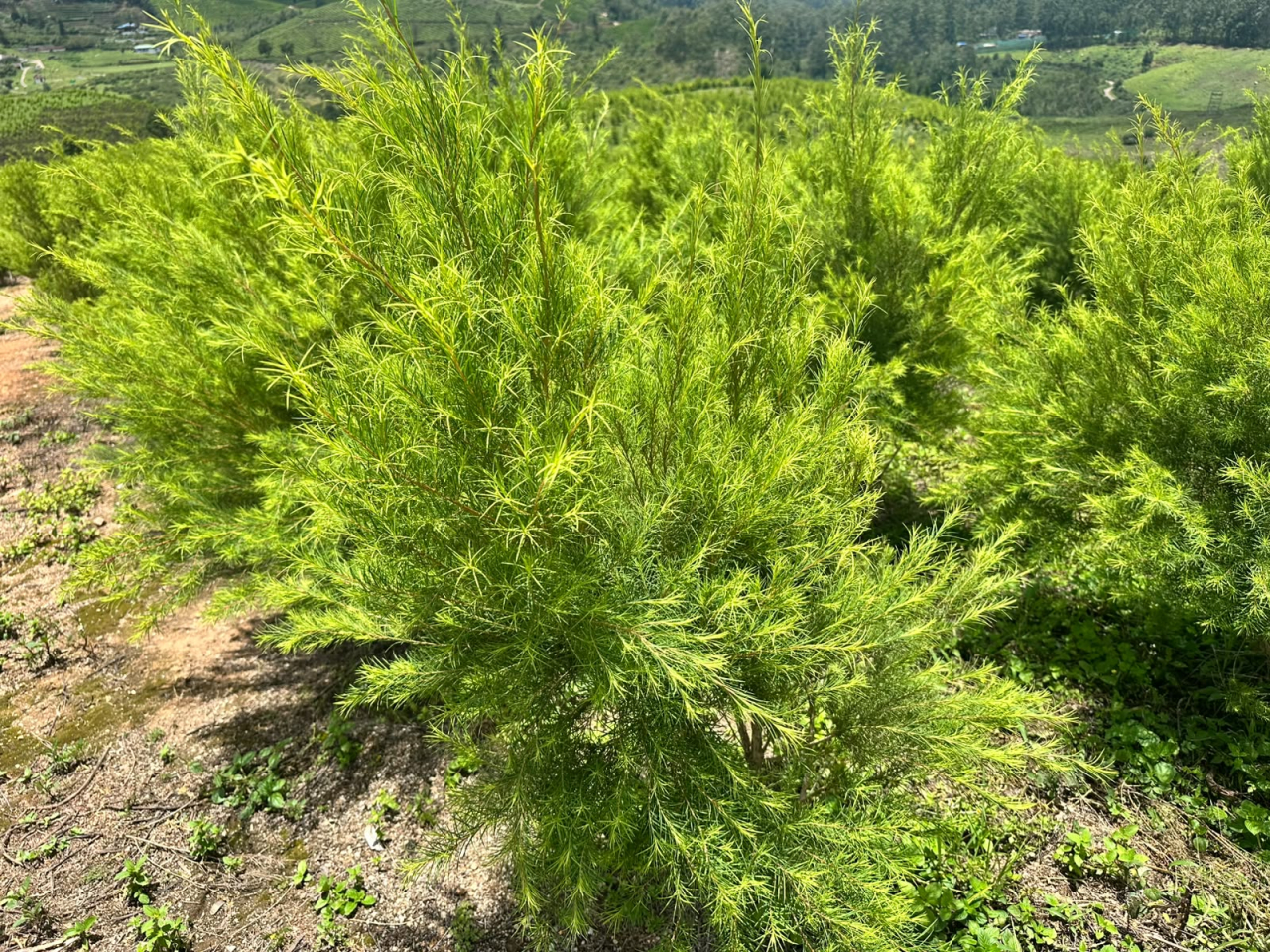Tea Tree Cultivation in India: From a Pioneering Initiative to Global Potential