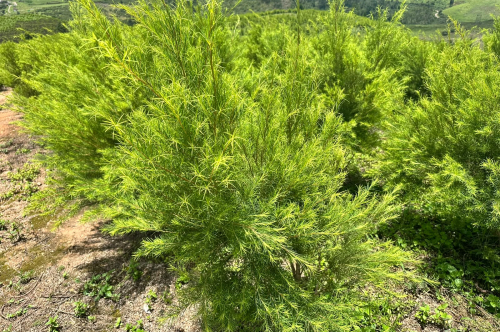 Tea Tree Cultivation in India: From a Pioneering Initiative to Global Potential