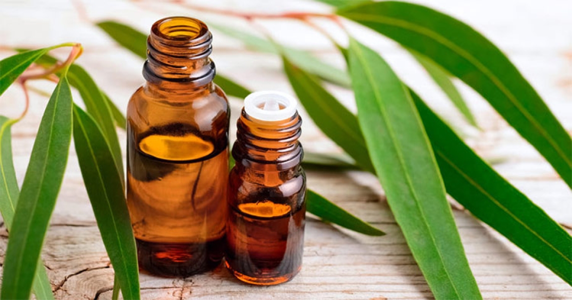 Eucalyptus Oil ( Globulus)