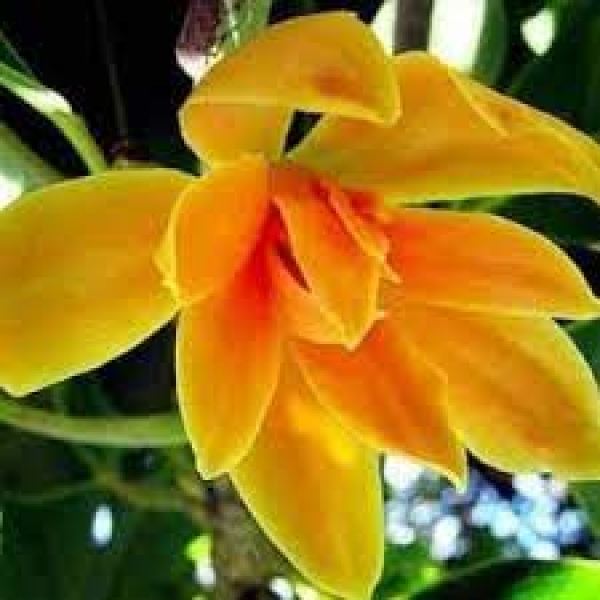 Red champaca absolute