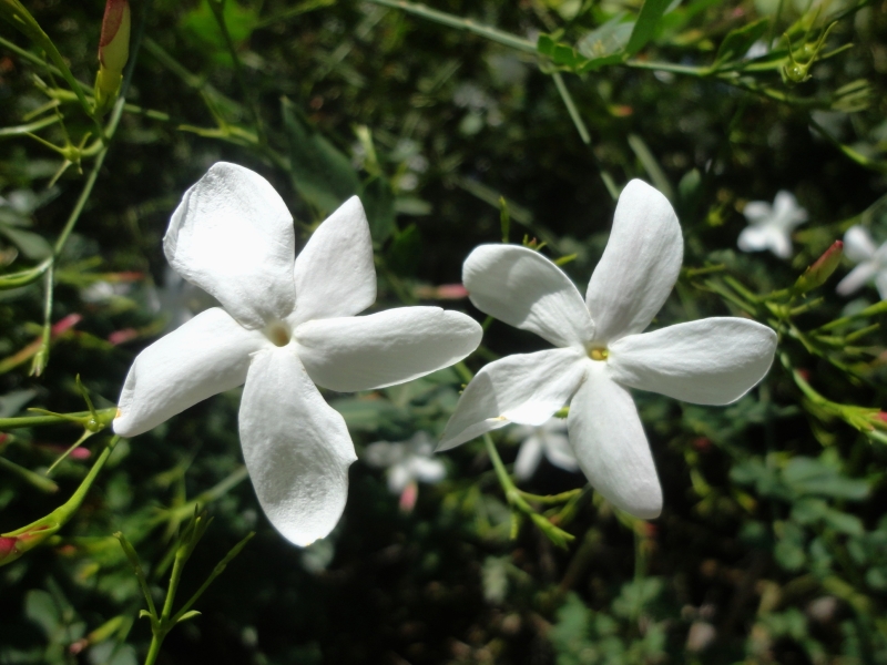 Jasmine Grandiflorum Absolute