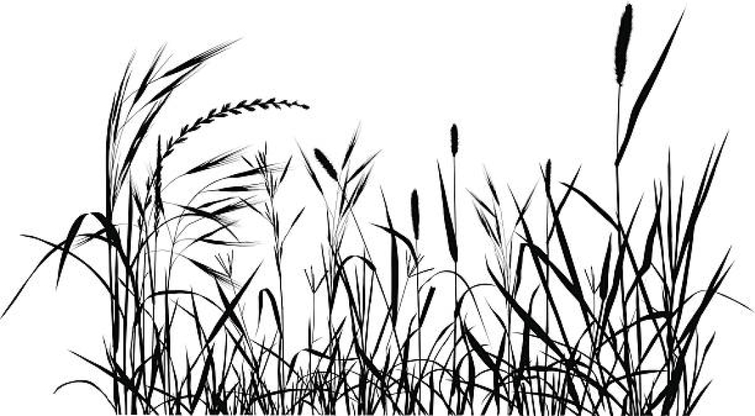 Maize/Corn oil
