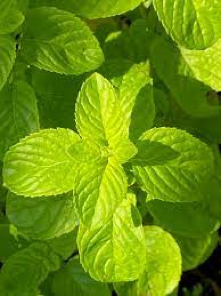 Corn Mint Oil (Mentha arvensis)