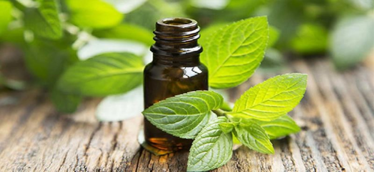 Corn Mint Oil (Mentha arvensis)