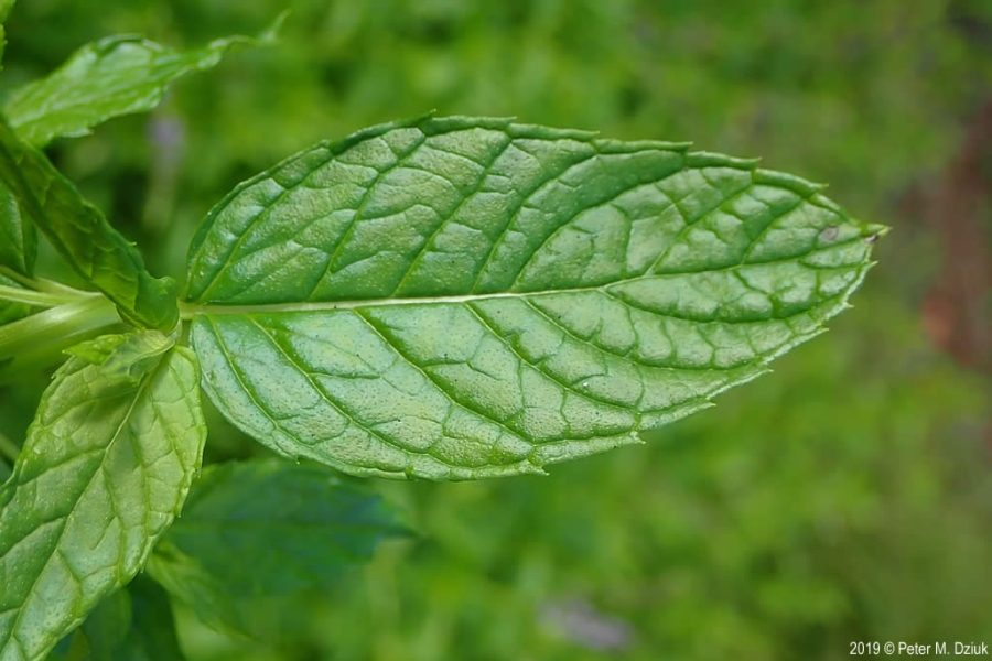 Spearmint Oil