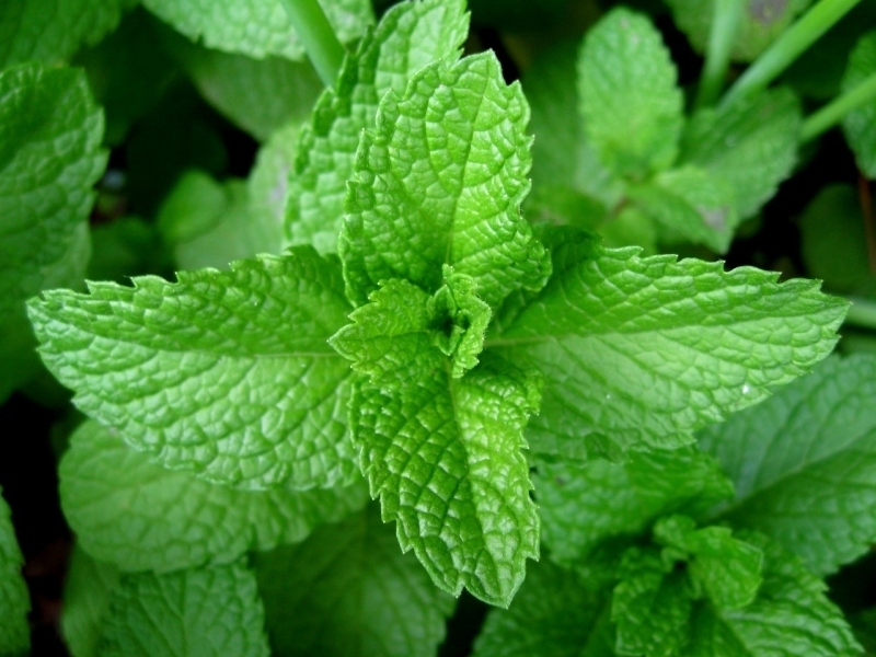 Peppermint Oil