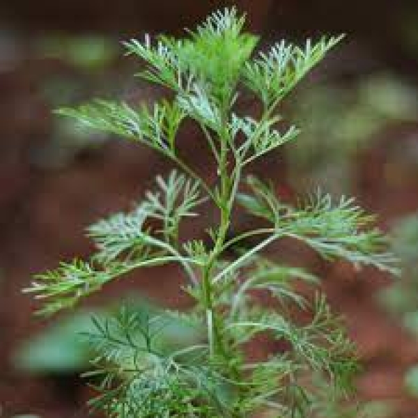 Davana Oil