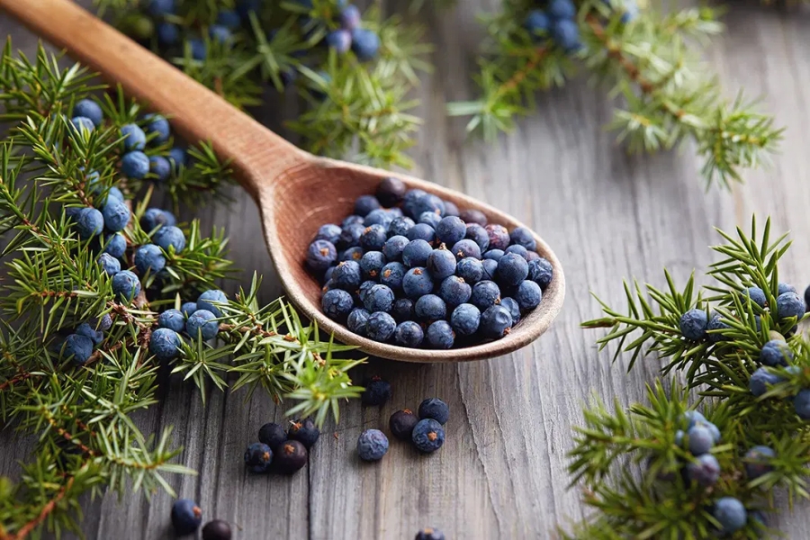 Juniper Berry Extract