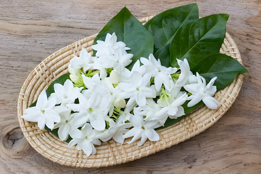 Jasmine Grandiflorum Hydrosol
