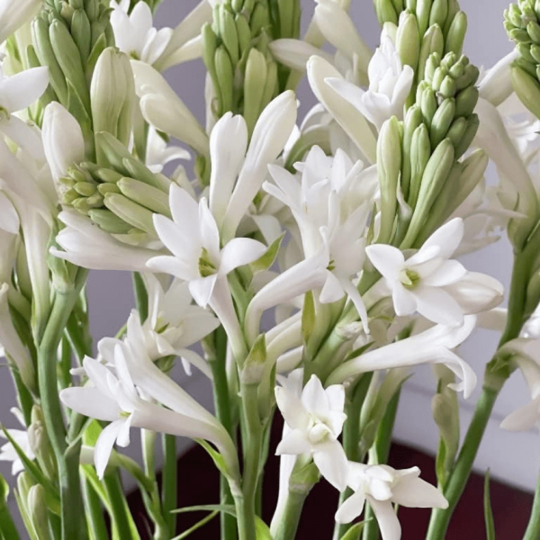 Tuberose Hydrosol