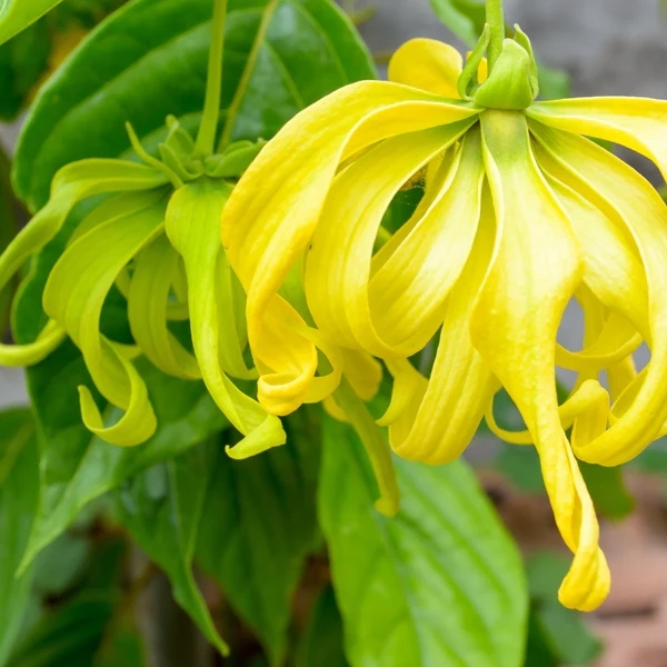 Ylang-Ylang Hydrosol