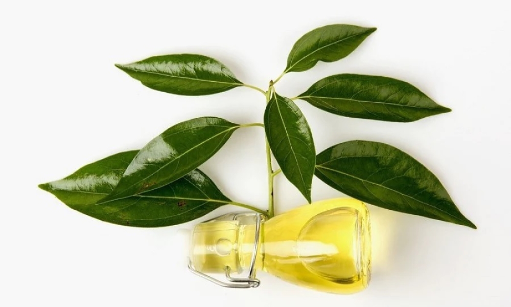 Camphor Herbal Extract