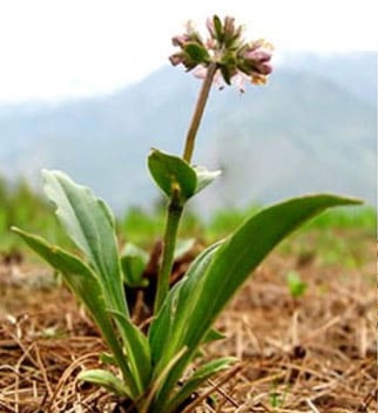 Jatamansi Herbal Extract