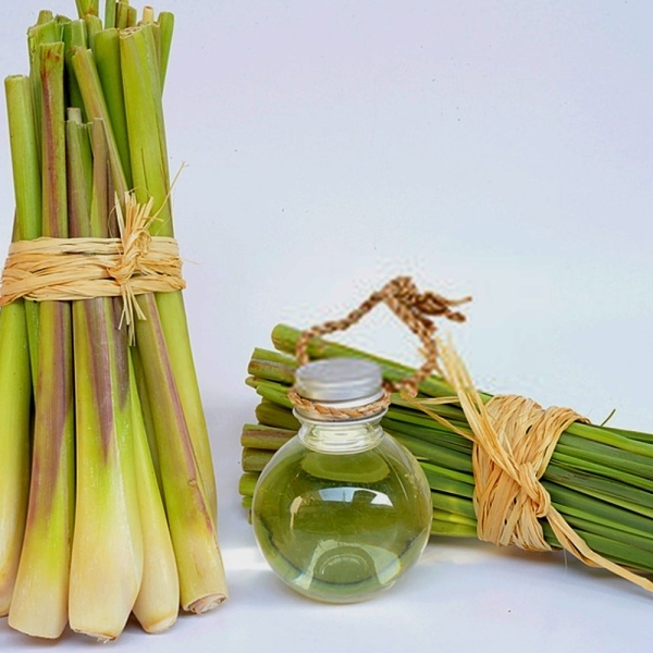 Lemongrass Herbal Extract
