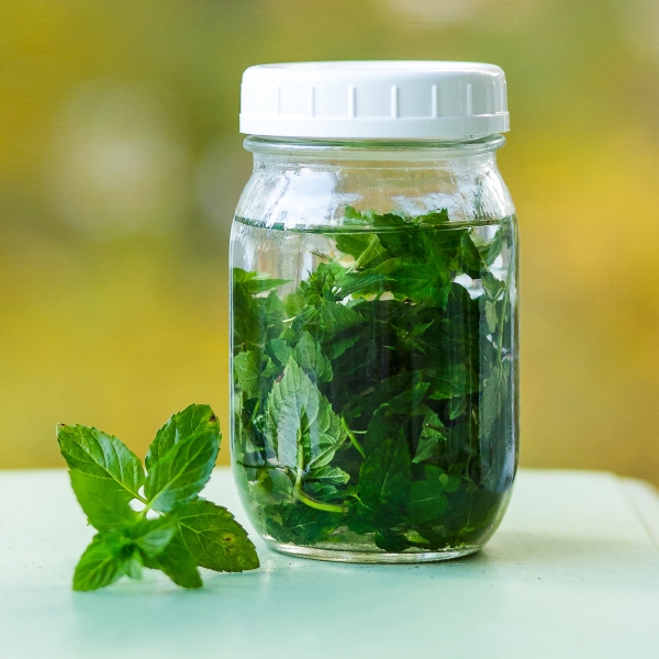 Mint Herbal Extract