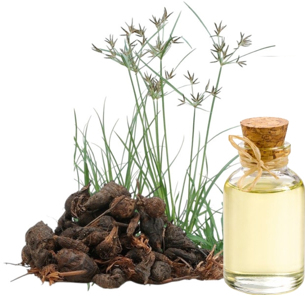 Nagarmotha Herbal Extract