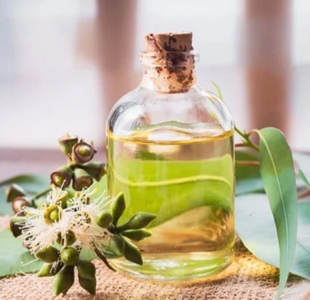 Nilgiri (Eucalyptus) Herbal Extract