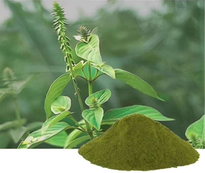 Apamarg Dry Extract