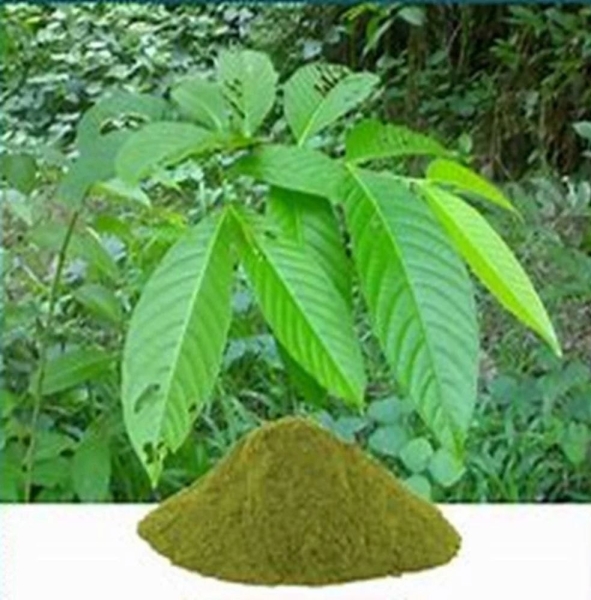 Banaba Jarul Dry Extract