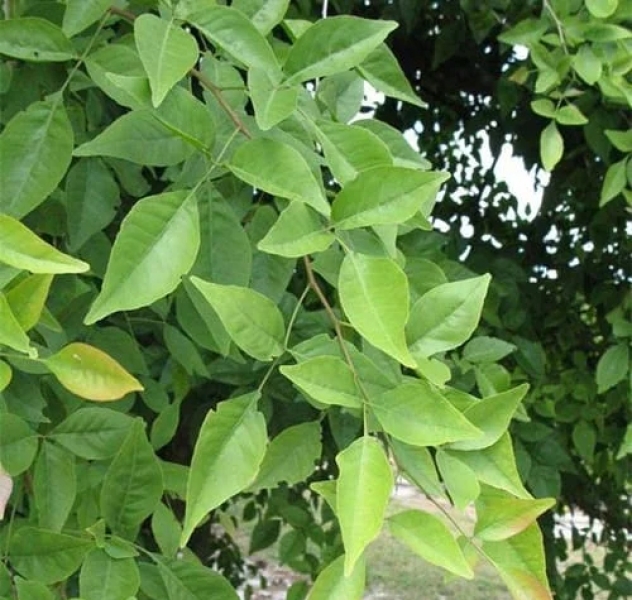 Bel patra Dry Extract