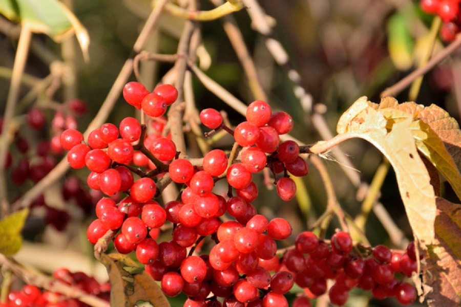 Chopchini Dry Extract