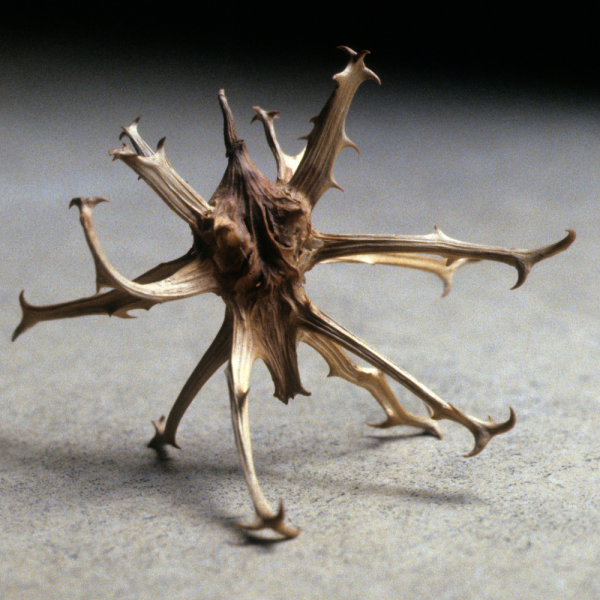 Devils Clow Dry Extract