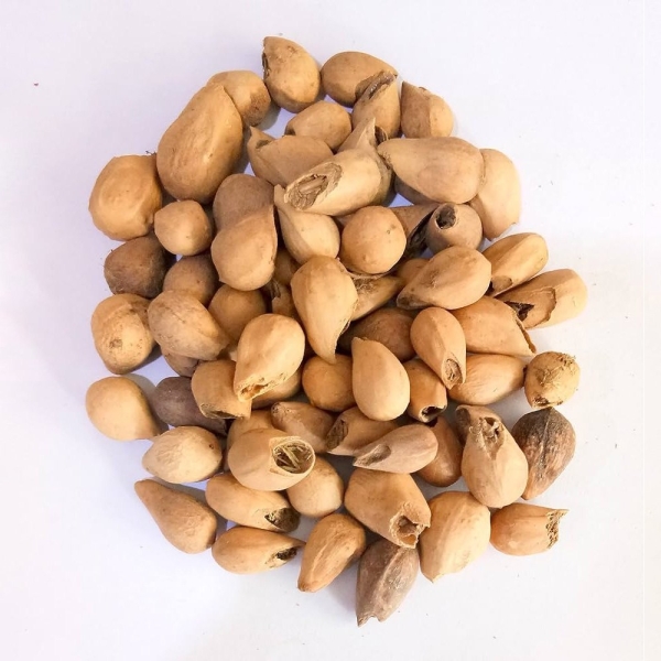 Gambhari Dry Extract