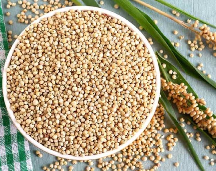 Jwar Dry Extract