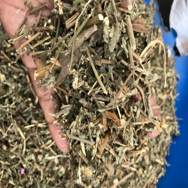 Kasundi Panchang Dry Extract