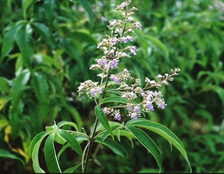 Nirgundi Dry Extract