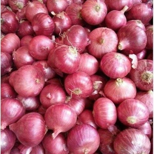 Pyaz (Onion) Dry Extract