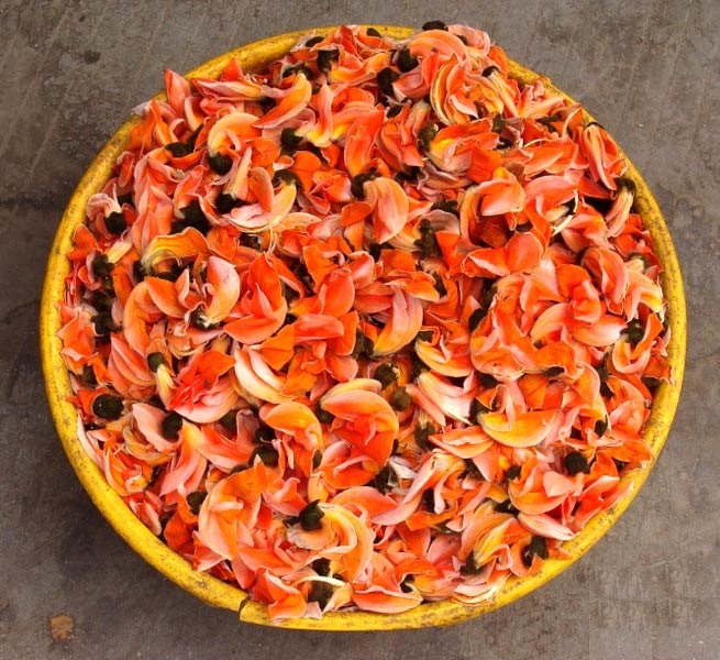 Palash Phool Dry Extract