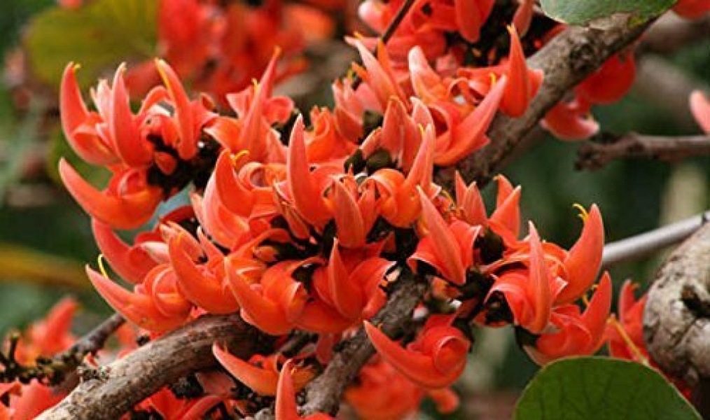 Palash Phool Dry Extract