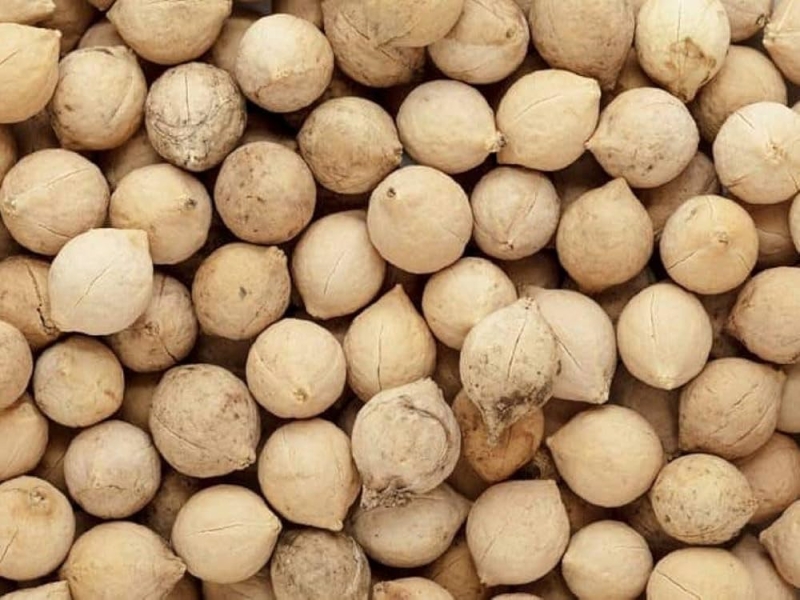 Putrajeevak Dry Extract