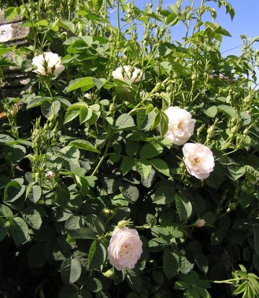 Rose leaf Dry Extract