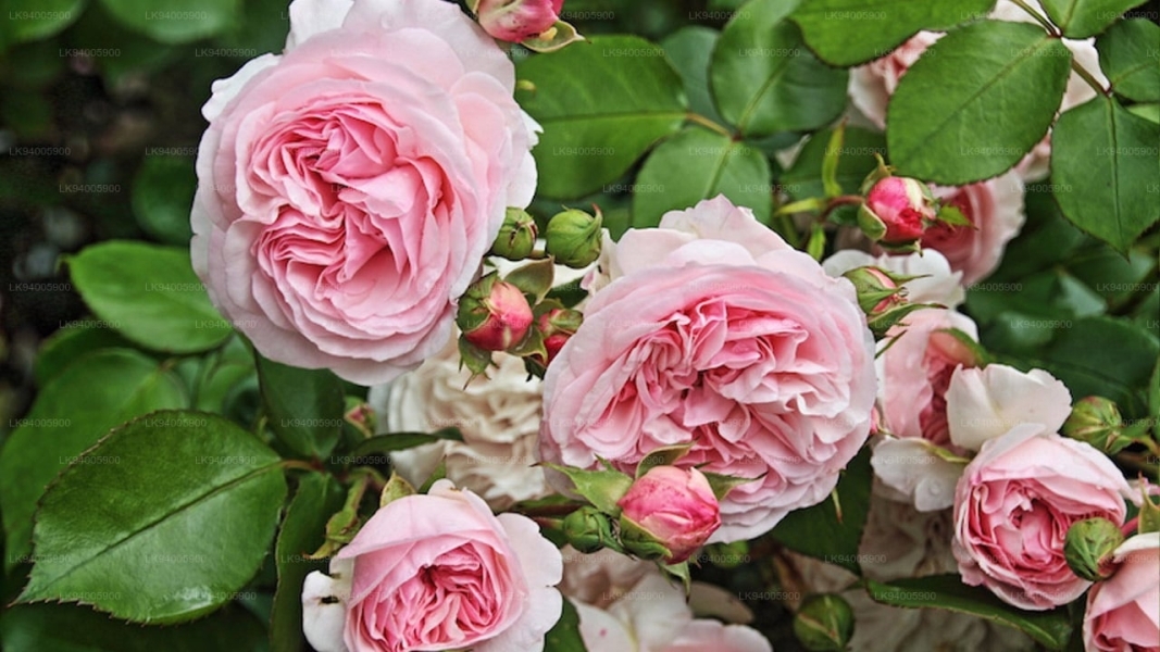 Rose leaf Dry Extract