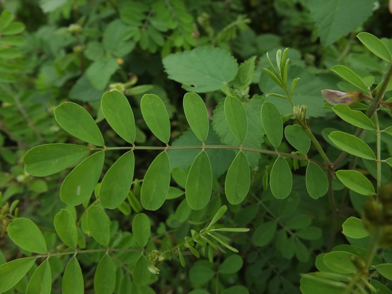 Sarpunkha Dry Extract